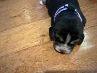 Orchard Female, a female Beagle for sale in Lott, TX – Photo 1 of 3