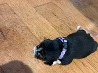 Orchard Female, a female Beagle for sale in Lott, TX – Photo 2 of 3