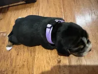 Orchard Female, a female Beagle for sale in Lott, TX – Photo 3 of 3