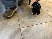 Blue B Male, a male Beagle for sale in Lott, TX – 3 of 6