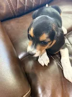 Pink J Female, a female Beagle for sale in Lott, TX – 2 of 7