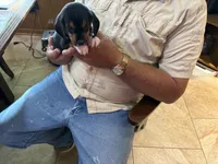 Yellow B Female, a female Beagle for sale in Lott, TX – 1 of 5