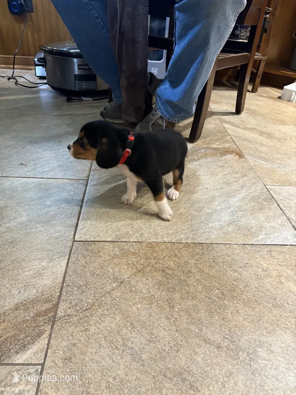 Red B Female – Beagle puppy for sale in Lott, TX