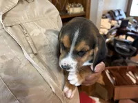 Tan B Male, a male Beagle for sale in Lott, TX – 5 of 5