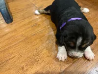 Purple Female, a female Beagle for sale in Lott, TX – Photo 1 of 2