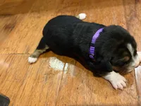 Purple Female, a female Beagle for sale in Lott, TX – Photo 2 of 2