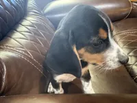Orange J Female, a female Beagle for sale in Lott, TX – 6 of 7