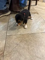 Red B Female, a female Beagle for sale in Lott, TX – 2 of 6