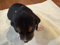Brown J Male, a male Beagle for sale in Lott, TX – 2 of 5