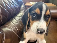 Grey J Male, a male Beagle for sale in Lott, TX – 3 of 7
