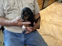 Yellow B Female, a female Beagle for sale in Lott, TX – 3 of 5