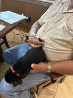 Red B Female, a female Beagle for sale in Lott, TX – 3 of 6
