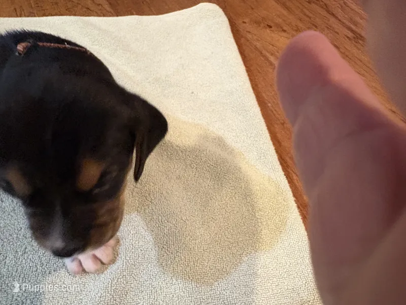 Brown J Male – Beagle puppy for sale in Lott, TX