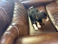 Orange J Female, a female Beagle for sale in Lott, TX – 4 of 7