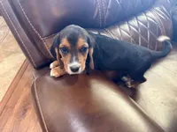 Orchid J Female, a female Beagle for sale in Lott, TX – 6 of 7