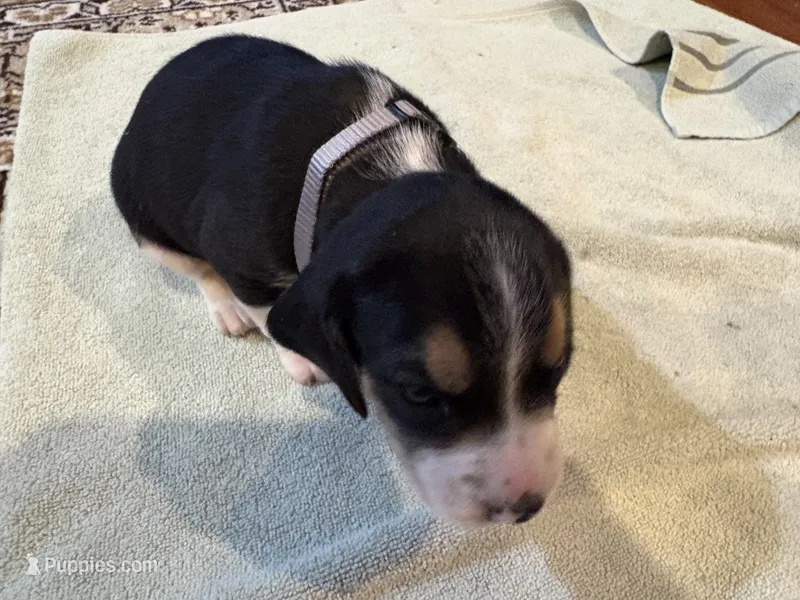 Grey J Male – Beagle puppy for sale in Lott, TX