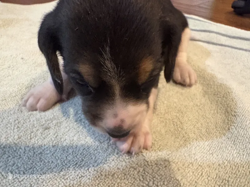 Orange J Female – Beagle puppy for sale in Lott, TX