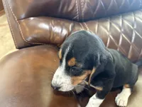 Orange J Female, a female Beagle for sale in Lott, TX – 5 of 7