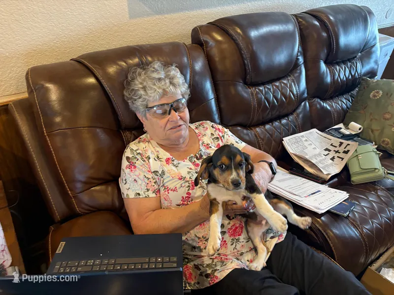 Green Male – Beagle puppy for sale in Lott, TX