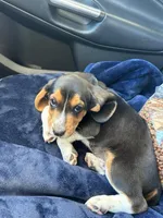 Green Male, a male Beagle for sale in Lott, TX – Photo 8 of 9