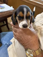 Green B Female, a female Beagle Harrier for sale in Lott, TX – 6 of 6