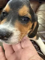 Pink J Female, a female Beagle for sale in Lott, TX – 5 of 7