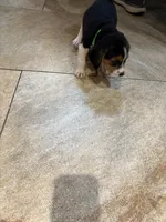 Green B Female, a female Beagle Harrier for sale in Lott, TX – 2 of 6