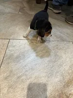 Green B Female, a female Beagle Harrier for sale in Lott, TX – 3 of 6
