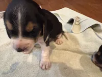 Grey J Male, a male Beagle for sale in Lott, TX – 3 of 4