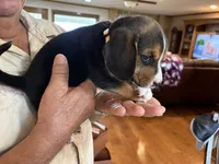 Tan B Male, a male Beagle for sale in Lott, TX – 3 of 5