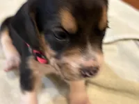 Pink J Female, a female Beagle for sale in Lott, TX – 4 of 4