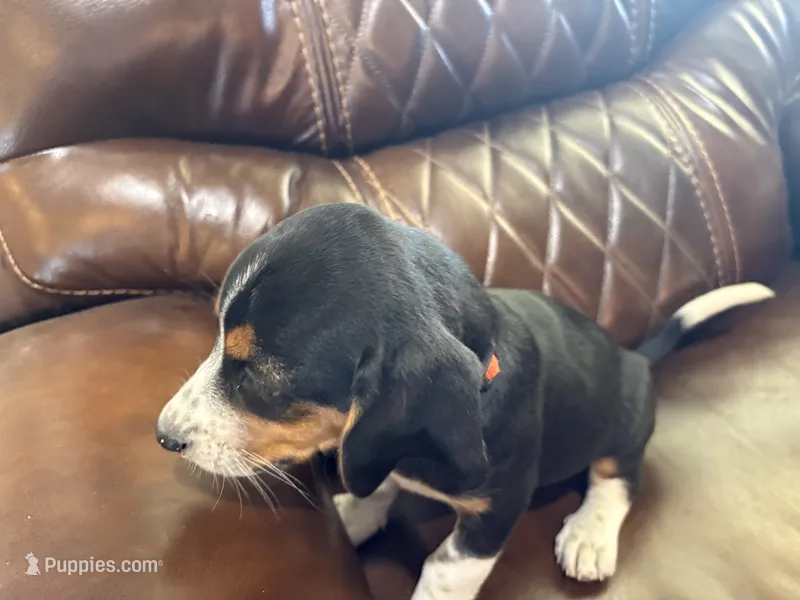 Orange J Female – Beagle puppy for sale in Lott, TX