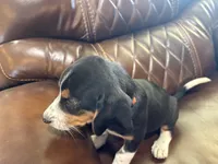 Orange J Female, a female Beagle for sale in Lott, TX – 1 of 7