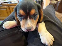 Red /male, a male Beagle for sale in Lott, TX – Photo 10 of 10