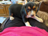 Red /male, a male Beagle for sale in Lott, TX – Photo 5 of 10