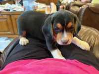 Red /male, a male Beagle for sale in Lott, TX – Photo 7 of 10