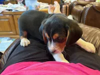 Red /male, a male Beagle for sale in Lott, TX – Photo 6 of 10