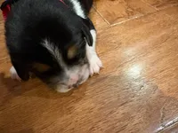 Red /male, a male Beagle for sale in Lott, TX – Photo 3 of 3