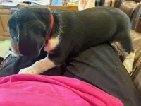 Red /male, a male Beagle for sale in Lott, TX – Photo 8 of 10