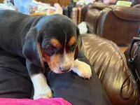 Red /male, a male Beagle for sale in Lott, TX – Photo 4 of 10