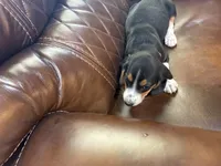 Orange J Female, a female Beagle for sale in Lott, TX – 2 of 7