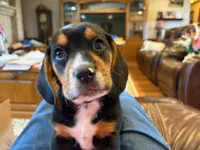 Orange Male, a male Beagle for sale in Lott, TX – Photo 3 of 10