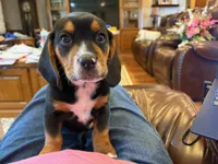 Orange Male, a male Beagle for sale in Lott, TX – Photo 4 of 10