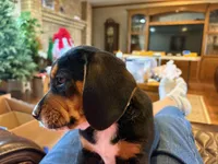 Orange Male, a male Beagle for sale in Lott, TX – Photo 1 of 10