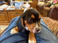 Orange Male, a male Beagle for sale in Lott, TX – Photo 9 of 10