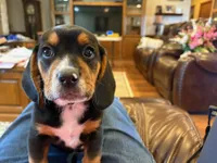 Orange Male, a male Beagle for sale in Lott, TX – Photo 5 of 10