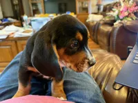Orange Male, a male Beagle for sale in Lott, TX – Photo 6 of 10