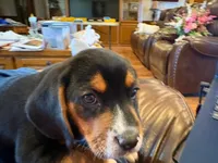 Orange Male, a male Beagle for sale in Lott, TX – Photo 8 of 10