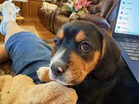 Orange Male, a male Beagle for sale in Lott, TX – Photo 10 of 10