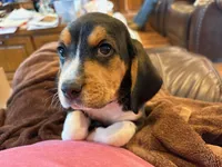 Green Male, a male Beagle for sale in Lott, TX – Photo 1 of 10